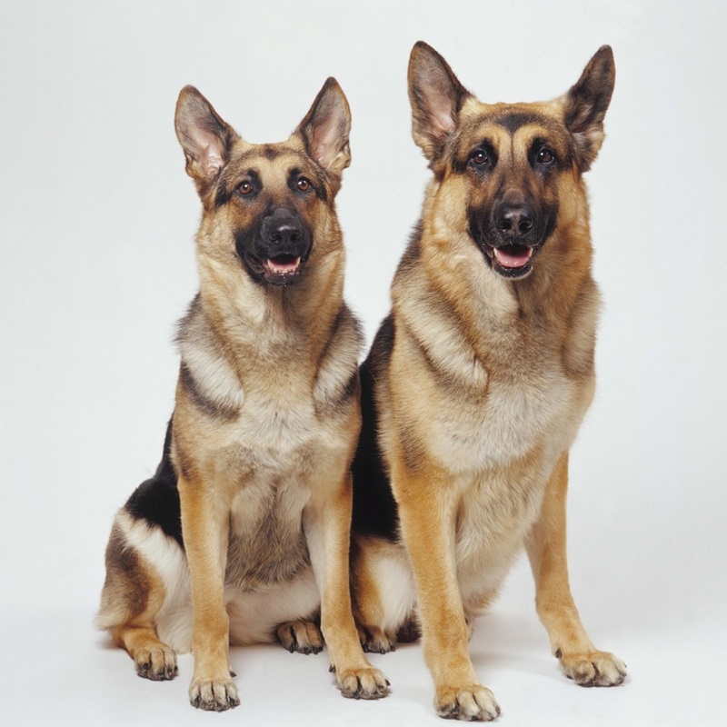 Extra Large Picture Print AD-GS1-C3020 German Shepherd 30"x20" Wall Art Canvas 