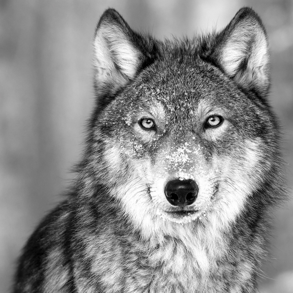 Wolf Art - Wolf Paintings & Wolf Prints | Great Big Canvas