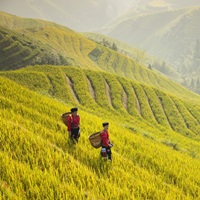 Ladies Of The Yao Minority In The Field, Longji Rice Terr... image thumbnail