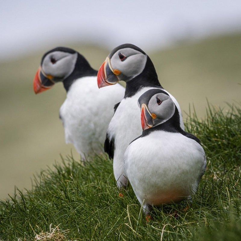 Puffins of the World Poster Print