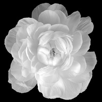 Ranunculus image thumbnail