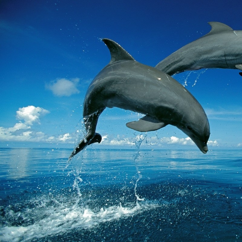 Dolphin Wall Art & Canvas Prints | Dolphin Panoramic Photos, Posters ...