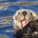 Sea Otter Canvas Art Prints | Sea Otter Panoramic Photos, Posters ...