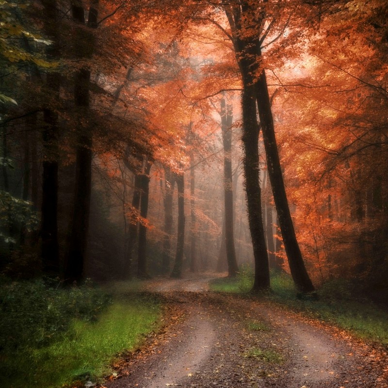 Black Forest Wall Art, Canvas Prints, Framed Prints, Wall Peels Great