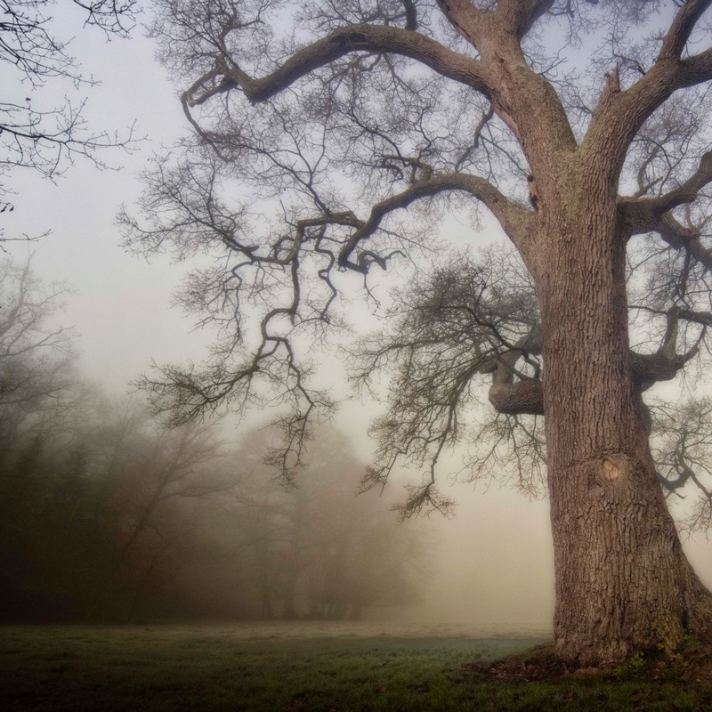 Black Forest Wall Art, Canvas Prints, Framed Prints, Wall Peels Great