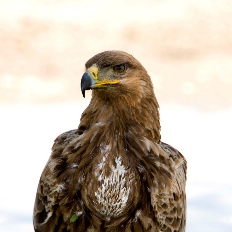 Avian Raptors Poster - the Birds of Prey: Hawk, Eagle, Buzzard, Falcon and  more.