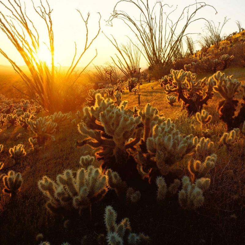 Saguaro with Fishhook Barrel Cactus, Sonoran Desert, Arizona | Large Metal Wall Art Print | Great Big Canvas