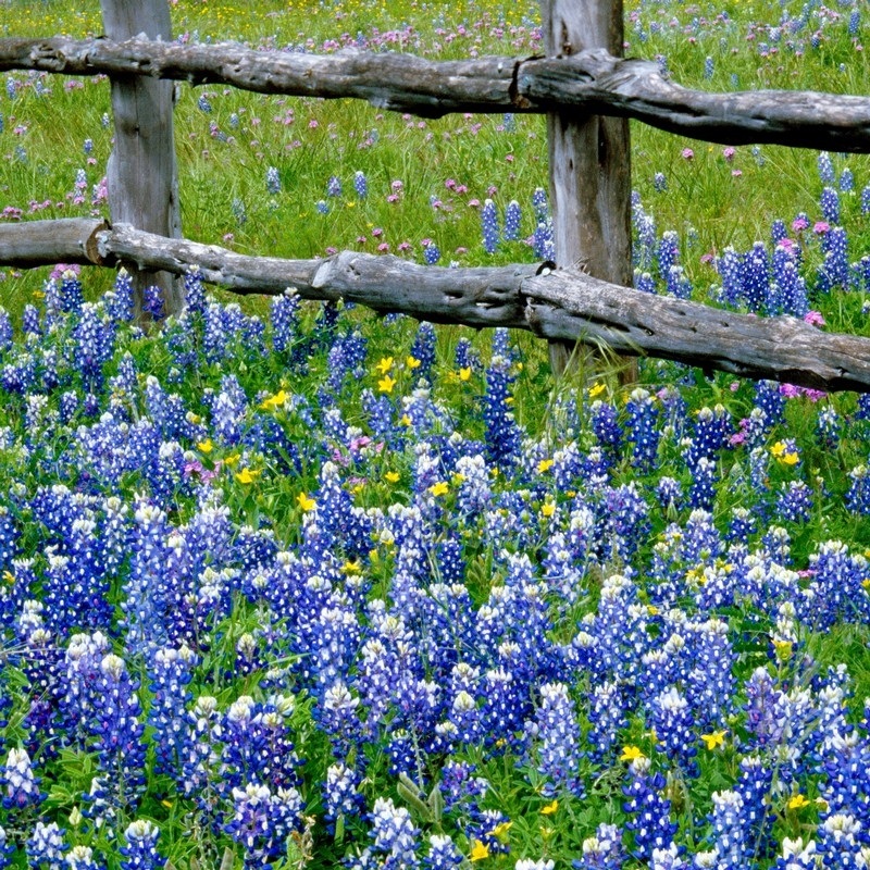Bluebonnet Wall Art & Canvas Prints | Bluebonnet Panoramic Photos