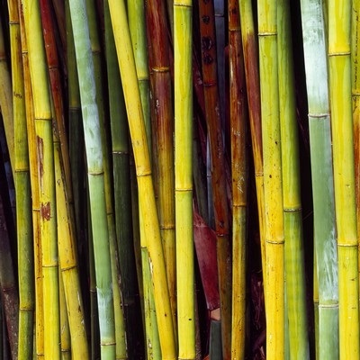 Bamboo Wall Art & Canvas Prints | Bamboo Panoramic Photos, Posters ...