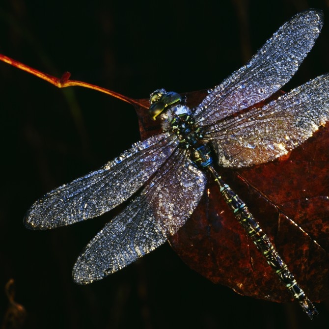 Dragonfly Wall Art & Canvas Prints | Dragonfly Panoramic Photos ...