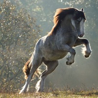 Mystic Dusk image thumbnail