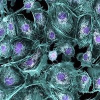 Lung cells, fluorescent micrograph image thumbnail