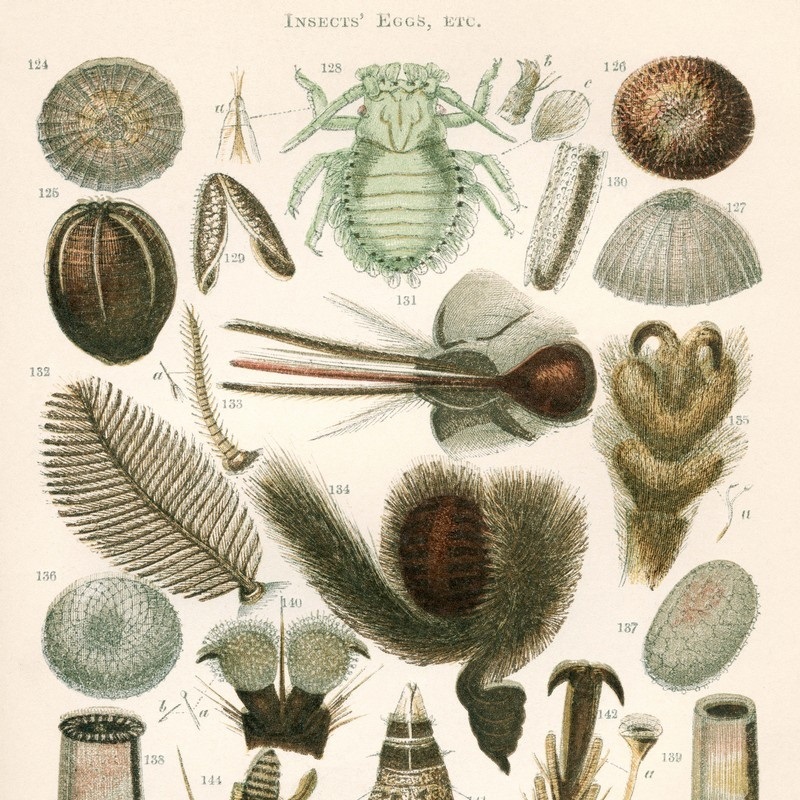 Zoology Wall Art & Canvas Prints Zoology Panoramic Photos, Posters