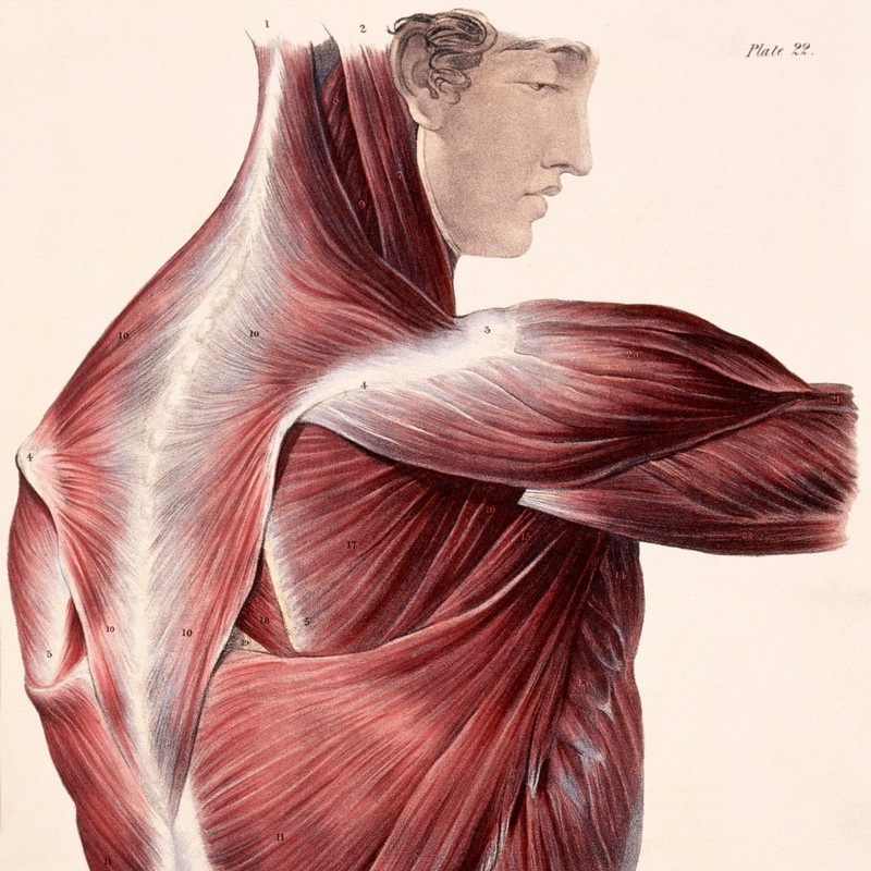 Muscular System Wall Art & Canvas Prints | Muscular System Panoramic ...