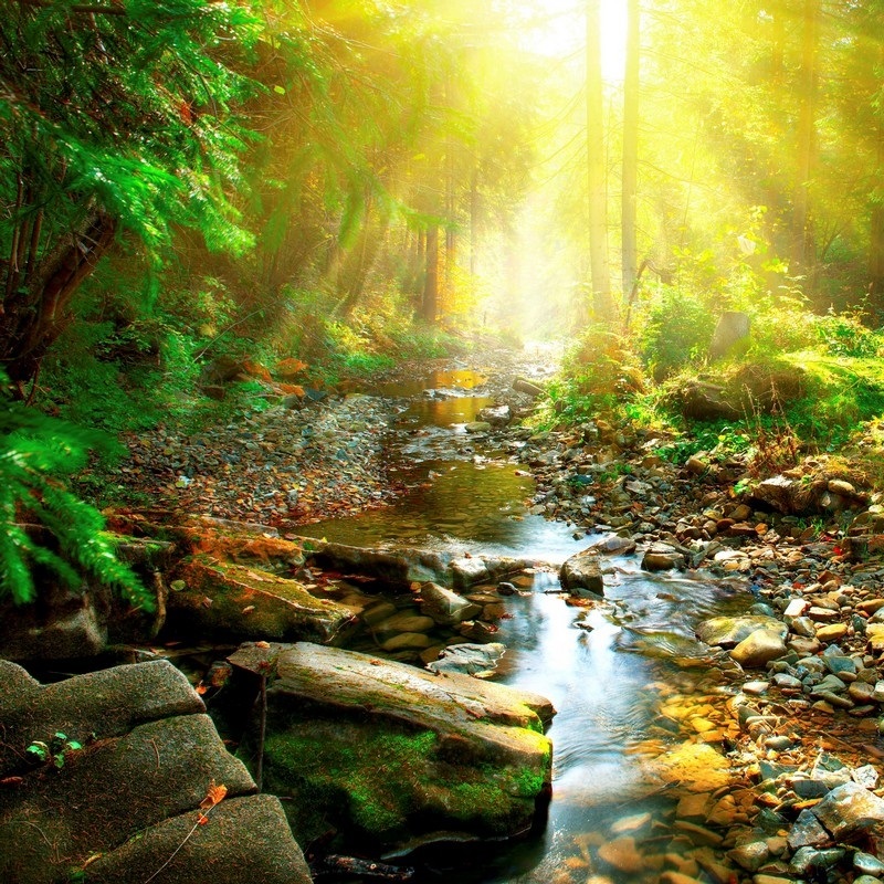 Rainforest Wall Art & Canvas Prints Rainforest Panoramic Photos