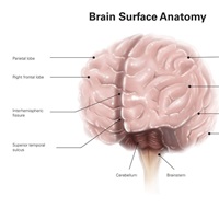 Brain surface anatomy, with labels image thumbnail