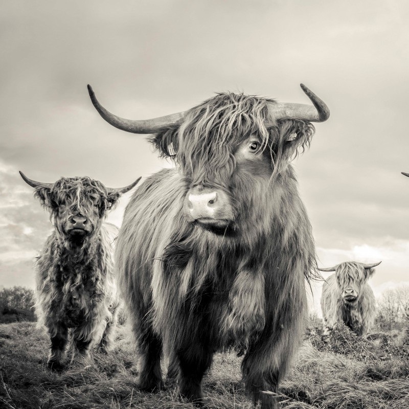 Highland Cow Wall Art & Canvas Prints | Highland Cow Panoramic Photos ...