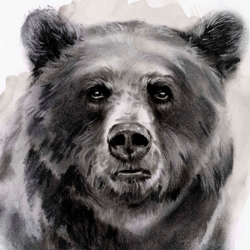 black bear drawing