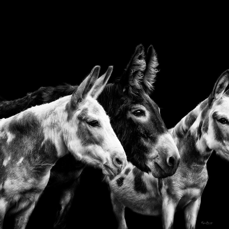 Donkey Wall Art & Canvas Prints Donkey Panoramic Photos, Posters