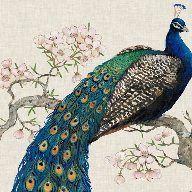 Peacock Wall Art & Canvas Prints | Peacock Panoramic Photos, Posters ...