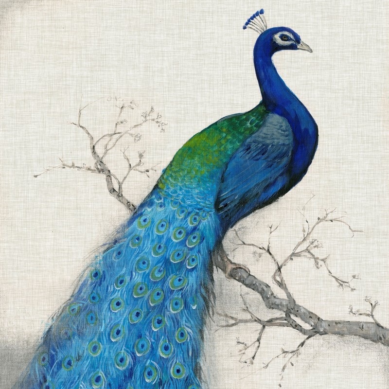 Peacock Wall Art, Canvas Prints & More | Great Big Canvas