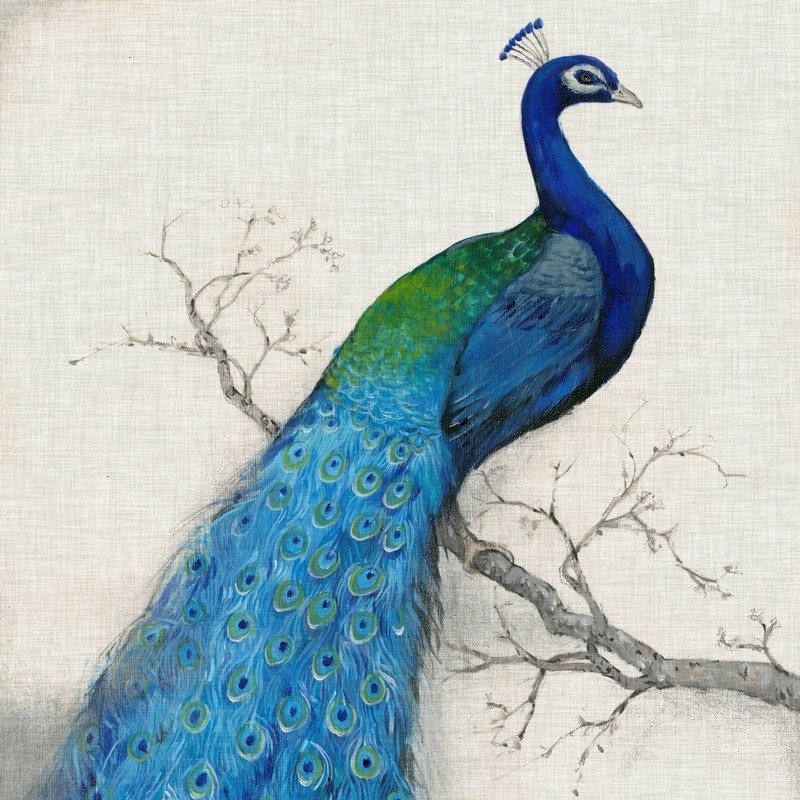 Peacock Wall Art, Canvas Prints & More Great Big Canvas