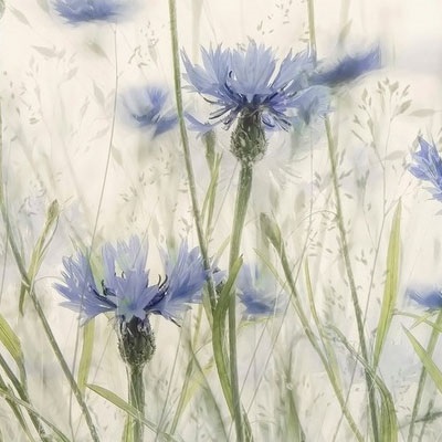 soft photograph of several blue flowers