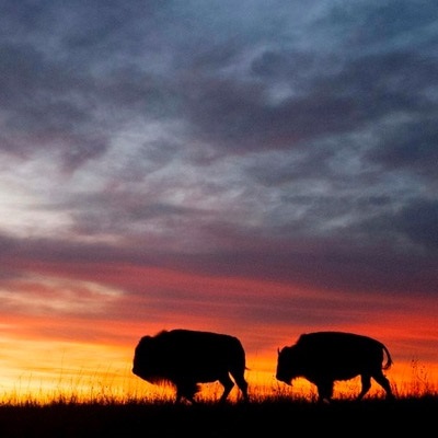 Fine art animal Photograph with sunset background