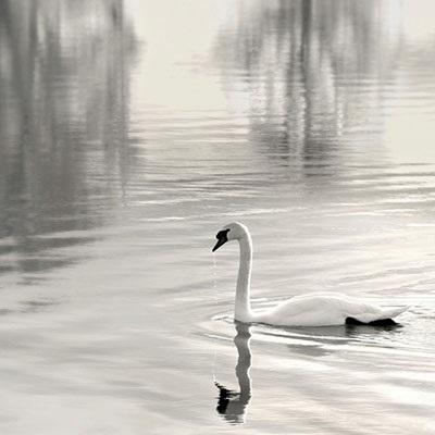 black and white photograph of a swan on a lake